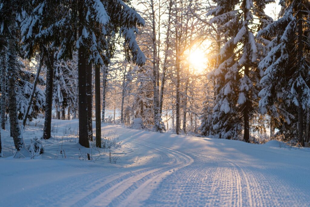 Winter Forest