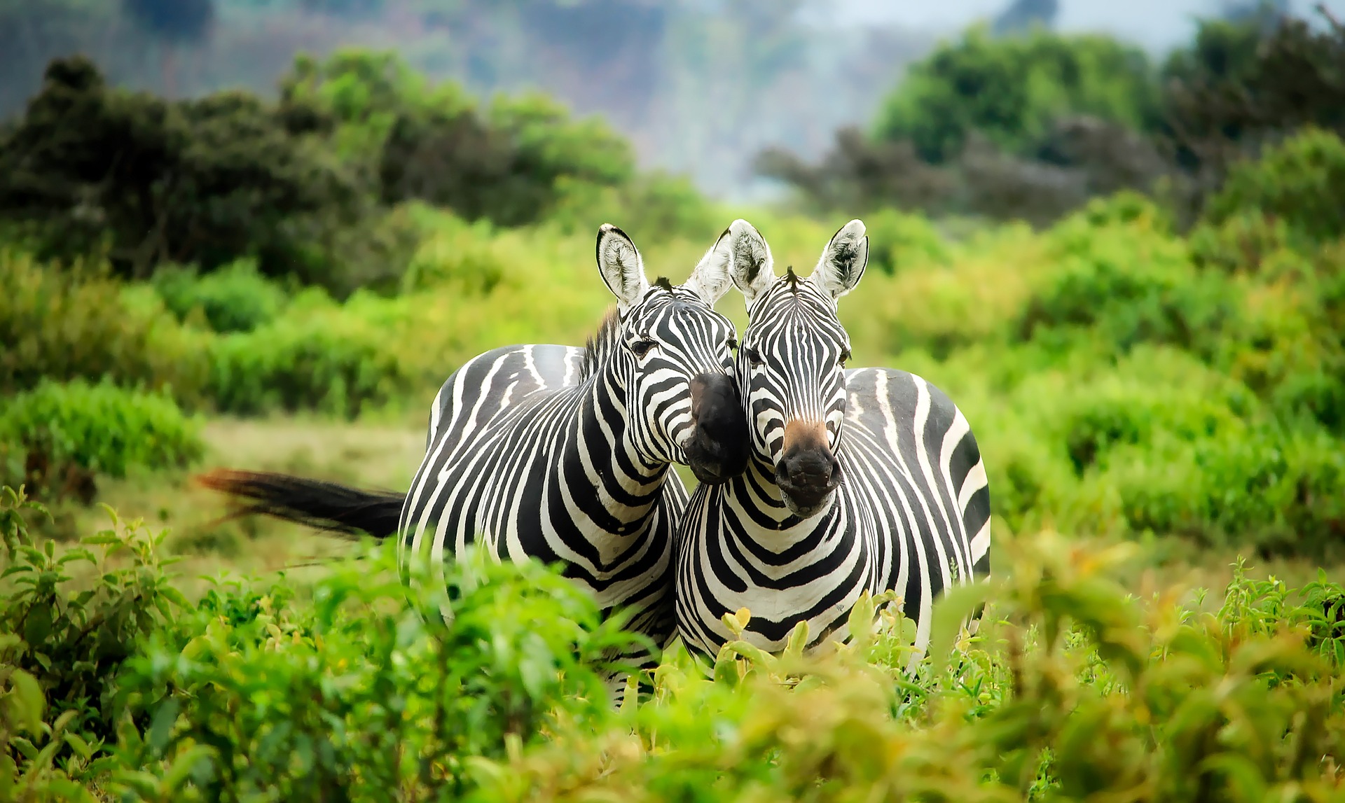 Zebras, Africa, Travel